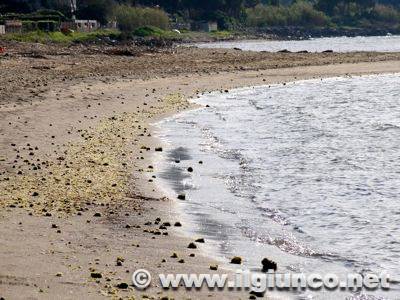 Incubo alghe in Laguna: preoccupazione per l’inizio della stagione balneare
