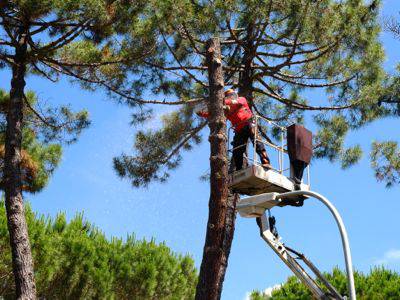 Taglio dei pini in città, Felicioni: «Amministrazione dovrebbe informare»