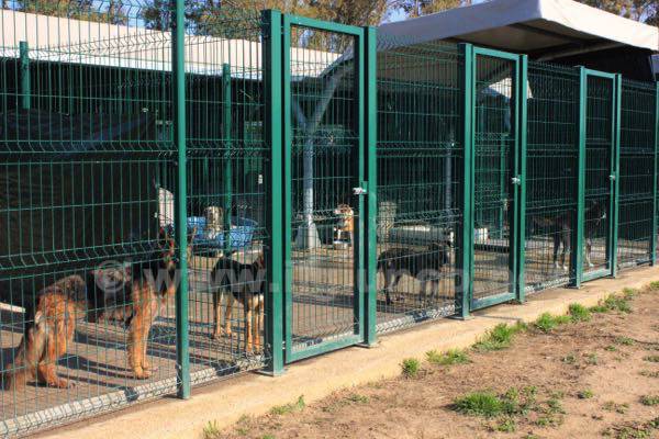 Ecco il canile della Botte: ospita 90 cani, potrebbe servire tutte le Colline Metallifere – VIDEO e tutte le FOTO