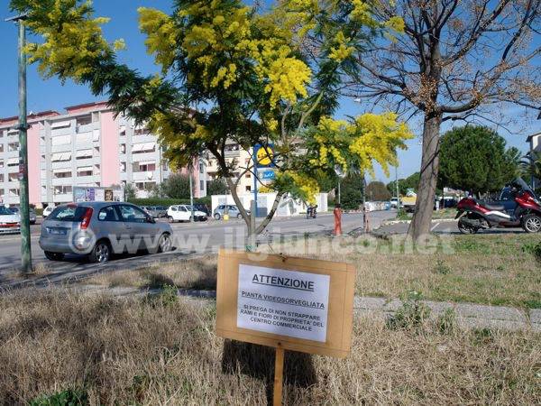 Criminalità all’assalto della mimosa: razzie in parchi e giardini per alimentare il mercato clandestino