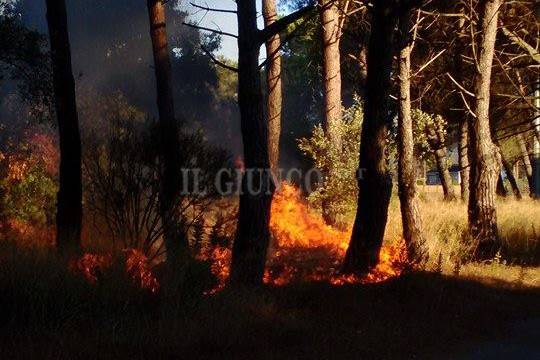 Incendio al Casone: a fuoco la vegetazione. Intervento dei Vigili del fuoco