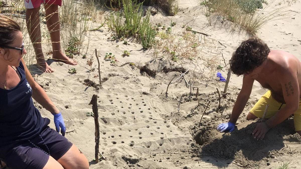 Avvistato nido di tartarughe marine sulla costa maremmana