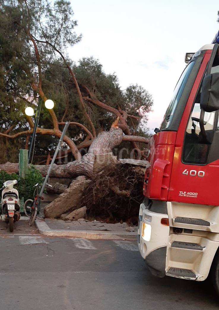 Paura in città: grosso albero cade sul passaggio pedonale