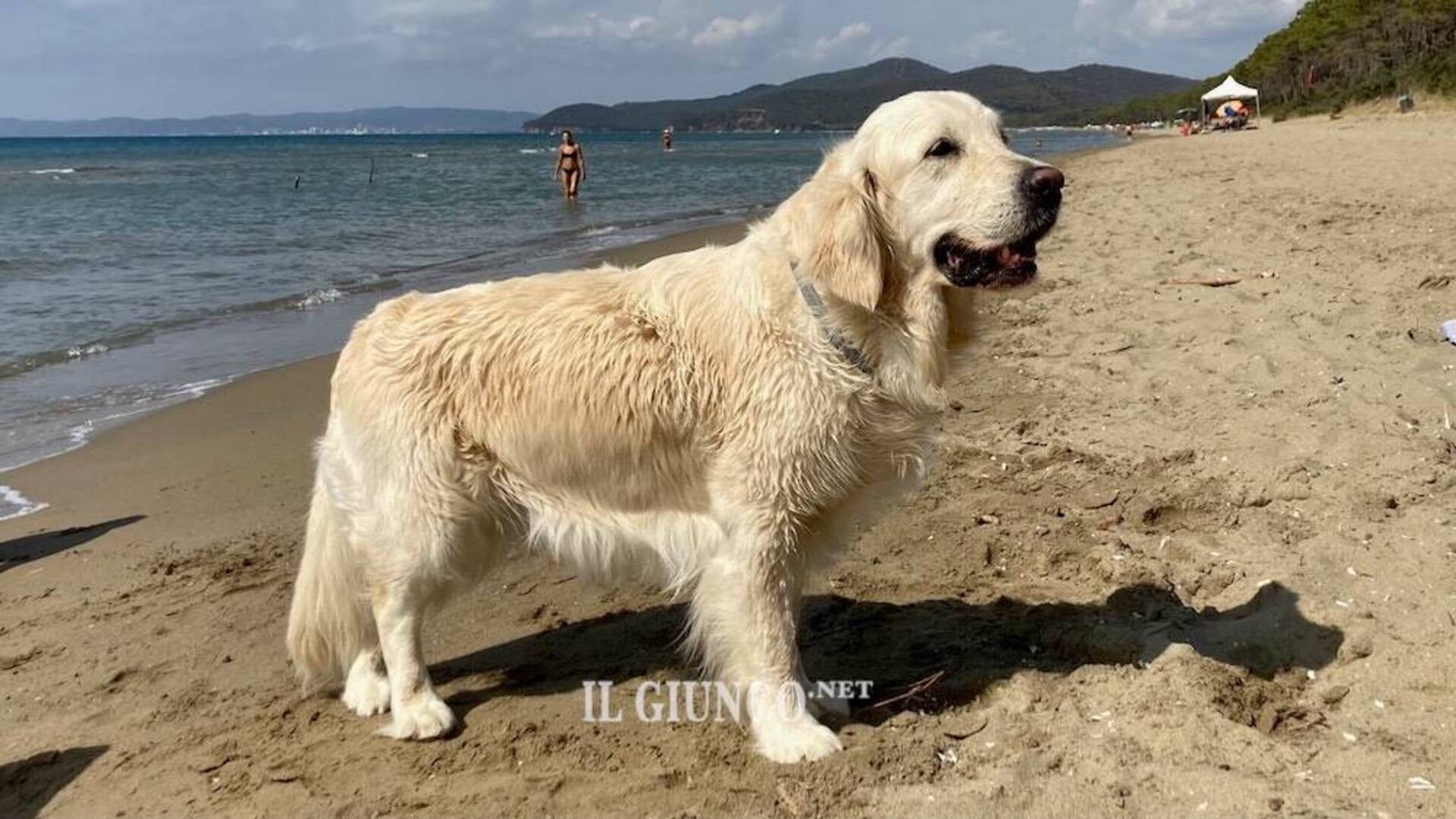 Arriva una nuova dog beach: qui Fido è il benvenuto